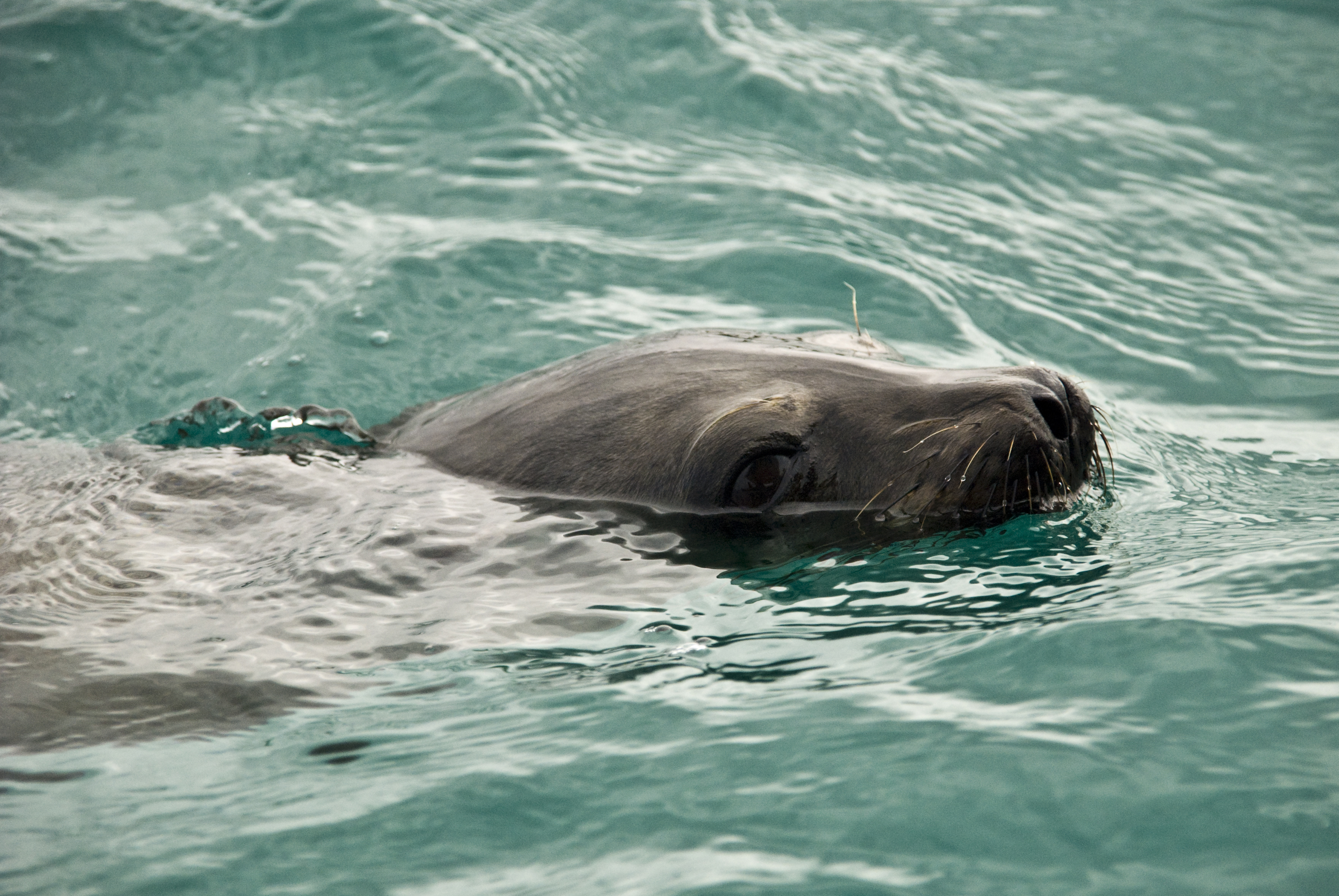 Seelöwe